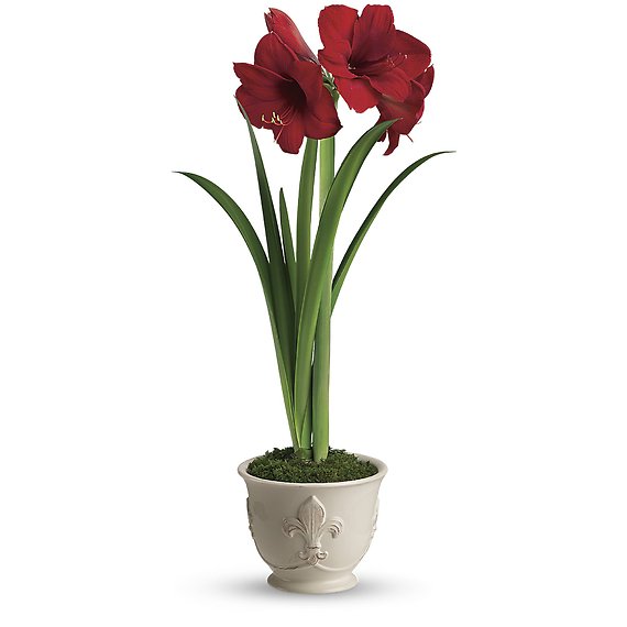 Merry Amaryllis